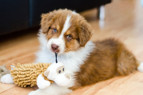 flauschiges, braun-weißes Hundebaby, das auf einem Holzfußboden liegt und liebevoll ein Plüschspielzeug im Maul hält