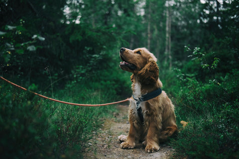 Hund auf Waldweg der aufschaut