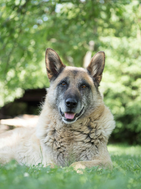 Deutscher Schäferhund auf der Wiese mit Blick in die Kamera
