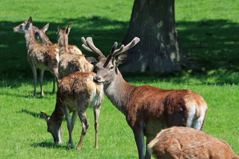 Rothirschrudel auf Wiese